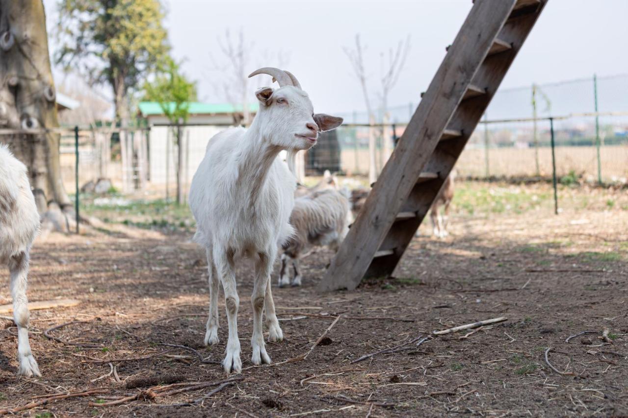 مبيت وإفطار Pombia Cascina Cattabreghetta المظهر الخارجي الصورة
